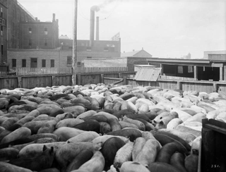 Illustration for article titled Utterly Disturbing, Century-Old Photos of Meat-Packing Facilities